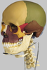 18teiliges Schädelmodell mit Halswirbelsäule, Zungenbein und Kaumuskulatur